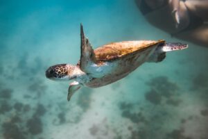 Biodiversity Funds