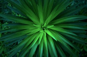 Green-Bond-ETF
