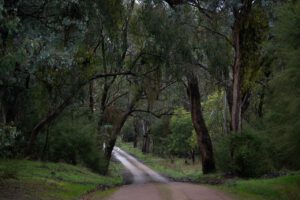 road, forest, countryside, bush, landscape, path, nature, woods, trees, australia, australian bush, dirt road, dusk, gumtrees, wilderness, country road, road, road, road, road, road, australia, country road