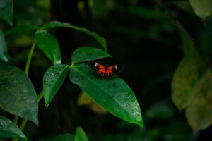 Umweltziel 6: Biodiversität