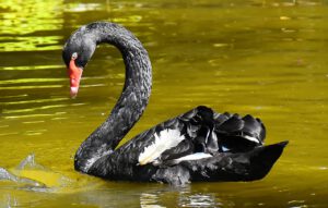 Black-Swan